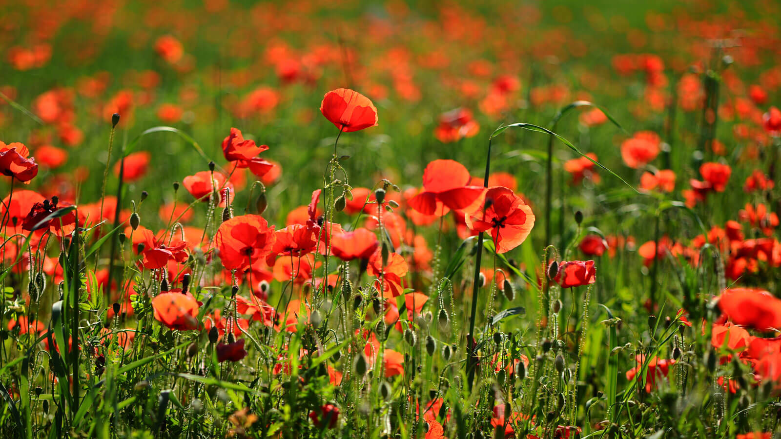 We love when spring comes and that the poppies return every year